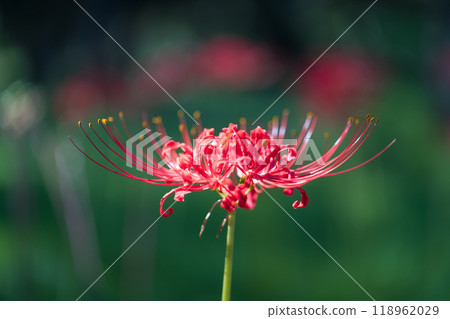 群集孤挺花 118962029