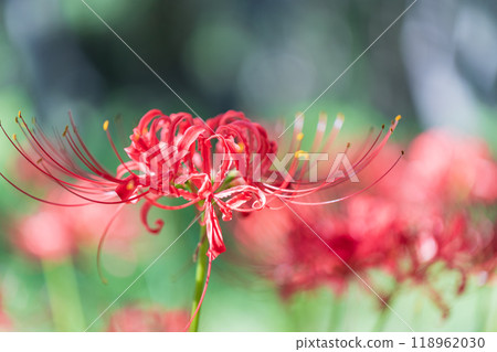 群集孤挺花 群集孤挺花 118962030
