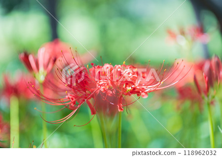 Cluster amaryllis 118962032