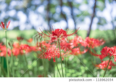 Cluster amaryllis Cluster amaryllis 118962034