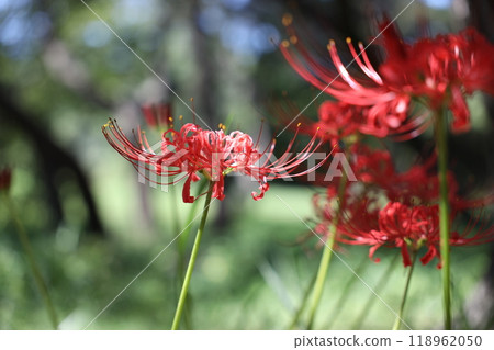 群集孤挺花 118962050