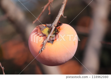 樹上成熟的柿子果子 118962080