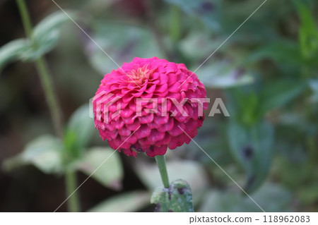紅紫色百日菊_zinnia 118962083