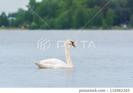 Graceful white Swan swimming in the lake, swans in the wild. Portrait of a white swan swimming on a lake. 118962265