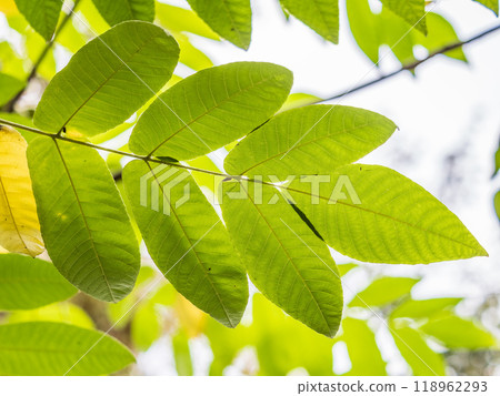 Yellow autumn leaves of Juglans mandshurica, Manchurian walnut. Autumn leaf color Yellow autumn leaves of Juglans mandshurica, Manchurian walnut. Autumn leaf color 118962293