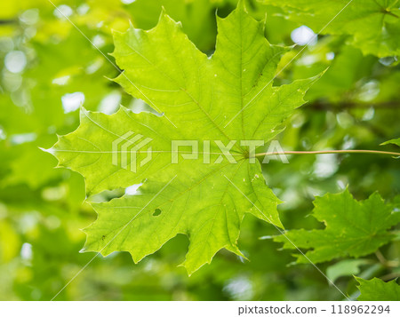 Maple branches with green and yellow leaves in autumn, in the light of sunset. Maple branches with green and yellow leaves in autumn, in the light of sunset. 118962294