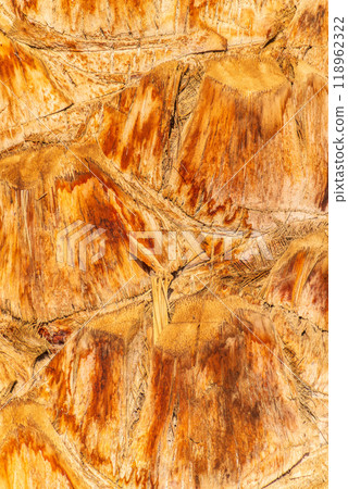 Palm tree bark tropical texture. Cracked wood texture background. Closeup palm bark 118962322