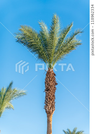 Palm tree with green leaves on blue background Palm tree with green leaves on blue background 118962334