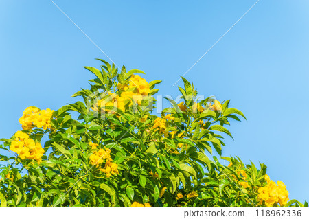 Tecoma stans yellow flowers close-up, yellow trumpetbush, yellow bells, yellow elder, green leaves, blue sky background, beautiful flower texture 118962336