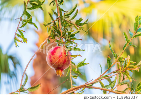 Red ripe pomegranate fruits grow on pomegranate tree in a garden, ready for harvest. Punica granatum fruit. Organic agriculture. Red ripe pomegranate fruits grow on pomegranate tree in a garden, ready for harvest. Punica granatum fruit. Organic agriculture. 118962337