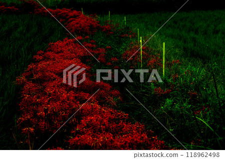 Cluster amaryllis 118962498