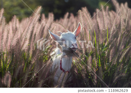 Cute goat 118962629