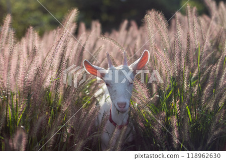 Cute goat 118962630
