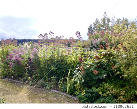Autumn flowers Autumn flowers 118962631