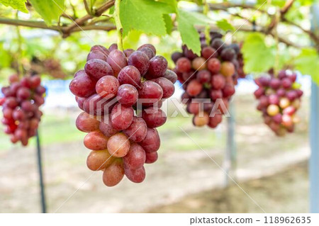 Queen Nina's Grape Picking Sendai City, Miyagi Prefecture Queen Nina's Grape Picking Sendai City, Miyagi Prefecture 118962635