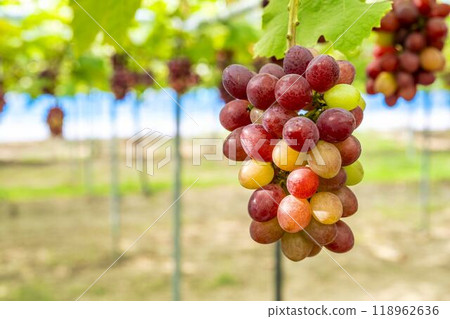 Queen Nina's Grape Picking Sendai City, Miyagi Prefecture Queen Nina's Grape Picking Sendai City, Miyagi Prefecture 118962636