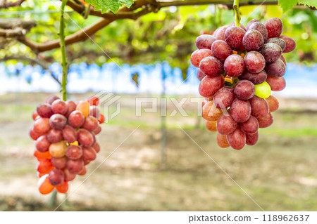 Queen Nina's Grape Picking Sendai City, Miyagi Prefecture 118962637