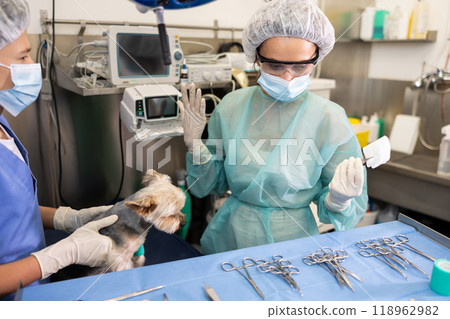 Veterinary female doctor and guy assistant carry out examination and treatment of Yorkshire terrier 118962982