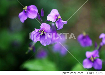 Purple flower with a cross shape 118963178