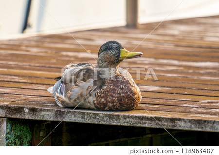 碼頭上的野鴨 118963487