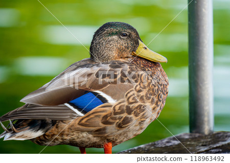 碼頭上的野鴨 118963492