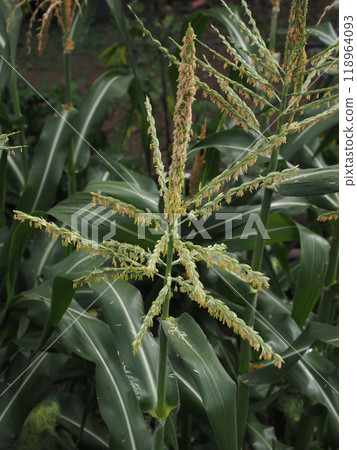 Close-up of corn male flowers Close-up of corn male flowers 118964093