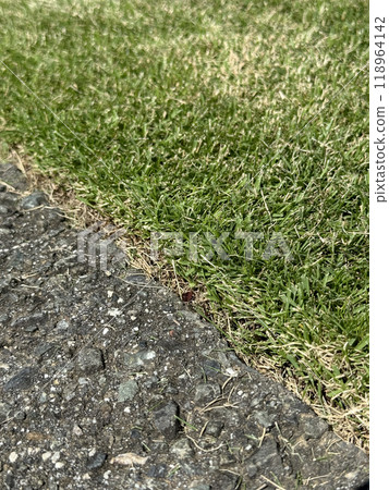 The boundary between the grass and asphalt at a cutting height of 2cm 118964142