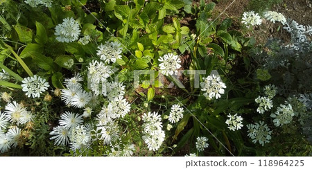 White flowers of daisy and orlaya White flowers of daisy and orlaya 118964225