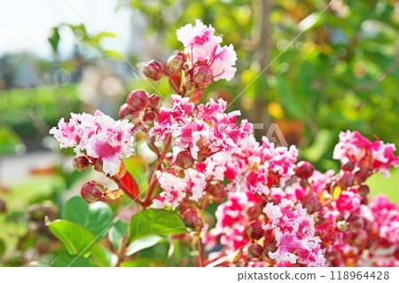 Red and white crape myrtle flowers (autumn, September) Red and white crape myrtle flowers (autumn, September) 118964428