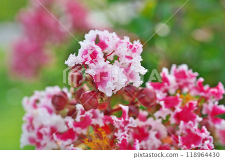 Red and white crape myrtle flowers (autumn, September) Red and white crape myrtle flowers (autumn, September) 118964430