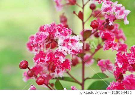 Red and white crape myrtle flowers (autumn, September) Red and white crape myrtle flowers (autumn, September) 118964435