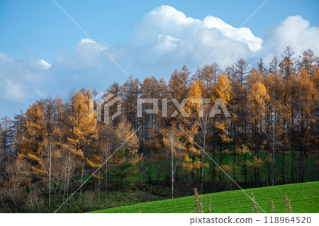 Autumn golden larch forest and autumn fields 118964520