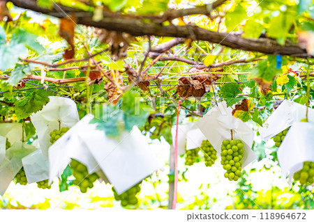 閃耀馬斯喀特 118964672