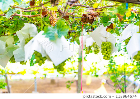 閃耀馬斯喀特 118964674