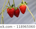 Fruited strawberries 118965060