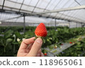 I picked strawberries 118965061