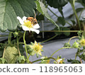 Strawberry flowers and bees 118965063