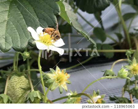 Strawberry flowers and bees 118965063