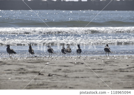 Beaten bird Beaten bird 118965094