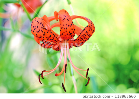 百合花 百合花 118965660