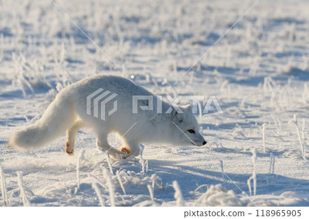 Wild arctic fox (Vulpes Lagopus) in tundra in winter time. White arctic fox. Wild arctic fox (Vulpes Lagopus) in tundra in winter time. White arctic fox. 118965905