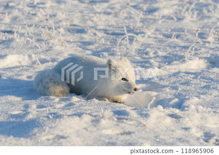Wild arctic fox (Vulpes Lagopus) in tundra in winter time. White arctic fox lying. Sleeping in tundra. Wild arctic fox (Vulpes Lagopus) in tundra in winter time. White arctic fox lying. Sleeping in tundra. 118965906