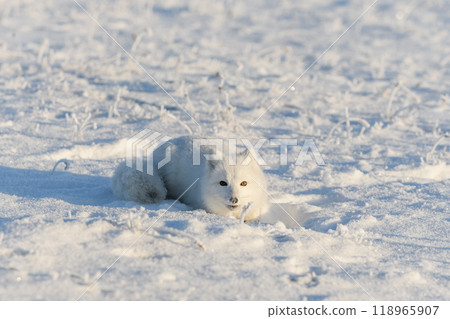 Wild arctic fox lying in tundra in winter time. Funny arctic fox playing. Wild arctic fox lying in tundra in winter time. Funny arctic fox playing. 118965907