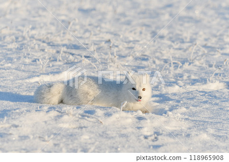 Wild arctic fox (Vulpes Lagopus) in tundra in winter time. White arctic fox lying. Sleeping in tundra. Wild arctic fox (Vulpes Lagopus) in tundra in winter time. White arctic fox lying. Sleeping in tundra. 118965908