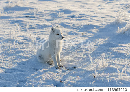 Arctic fox in winter time in Siberian tundra Arctic fox in winter time in Siberian tundra 118965910