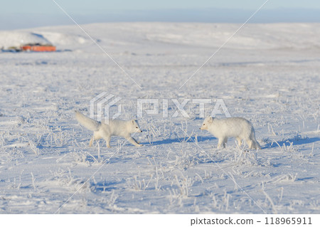 Two arctic foxes (Vulpes Lagopus) in wilde tundra. Arctic fox playing. Two arctic foxes (Vulpes Lagopus) in wilde tundra. Arctic fox playing. 118965911