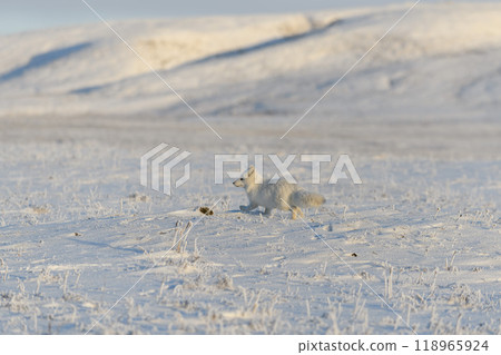 Wild arctic fox (Vulpes Lagopus) in tundra in winter time. White arctic fox. Wild arctic fox (Vulpes Lagopus) in tundra in winter time. White arctic fox. 118965924