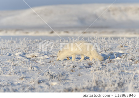 Wild arctic fox (Vulpes Lagopus) in tundra in winter time. White arctic fox. Wild arctic fox (Vulpes Lagopus) in tundra in winter time. White arctic fox. 118965946