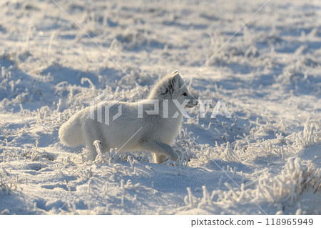 Wild arctic fox (Vulpes Lagopus) in tundra in winter time. White arctic fox. Wild arctic fox (Vulpes Lagopus) in tundra in winter time. White arctic fox. 118965949