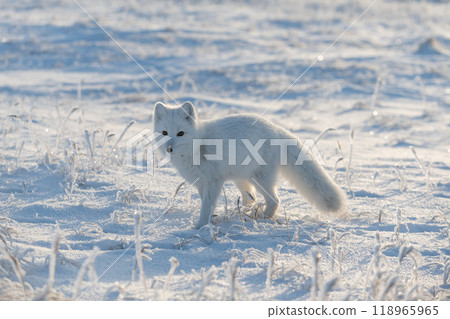Wild arctic fox (Vulpes Lagopus) in tundra in winter time. White arctic fox. 118965965